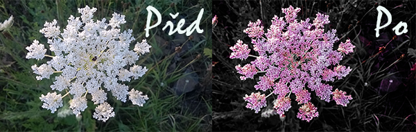 Adobe Photoshop Express úprava fotek